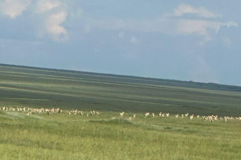 Стадо дзеренов заметили в Агинской степи