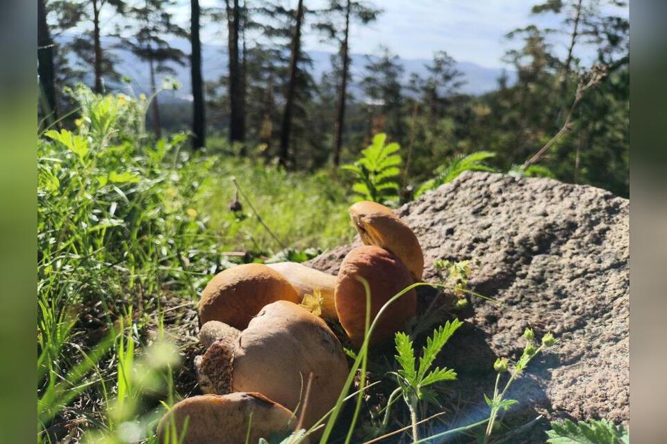 Грибник потерялся и провел ночь в лесу