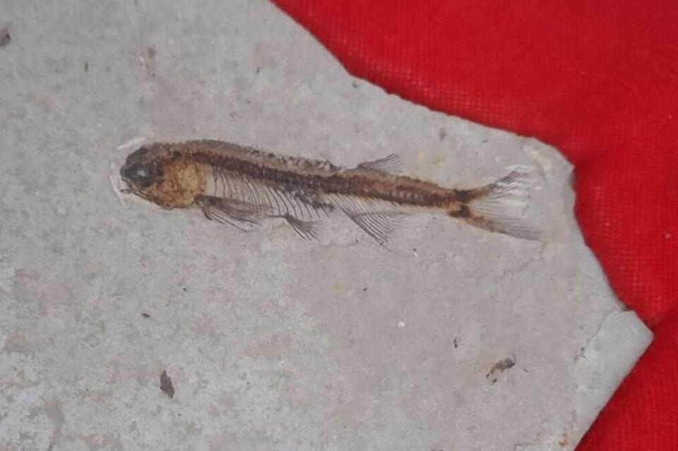 Рыба эпохи динозавров представлена в Борзинском краеведческом музее