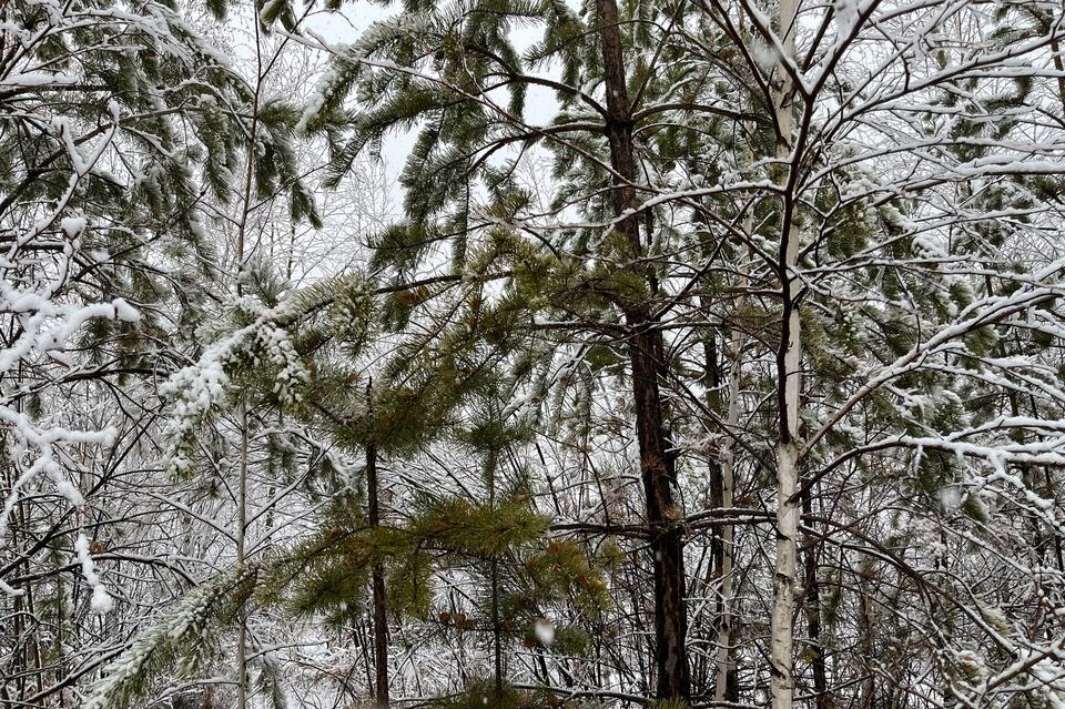 Небольшой снег ожидается завтра в Забайкалье