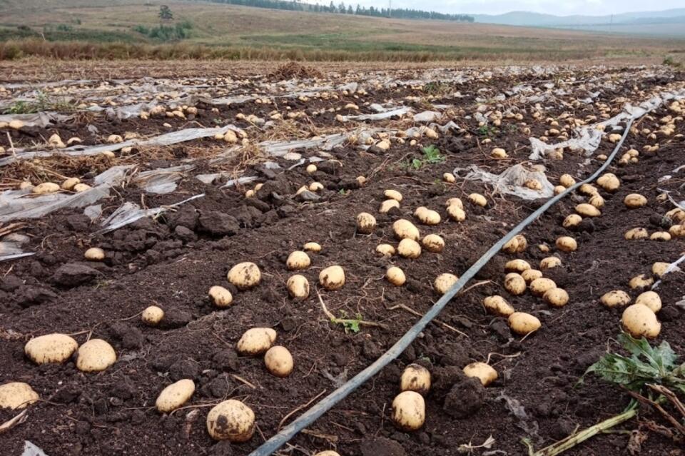 Картофель в Забайкалье посадят на тысяче гектаров