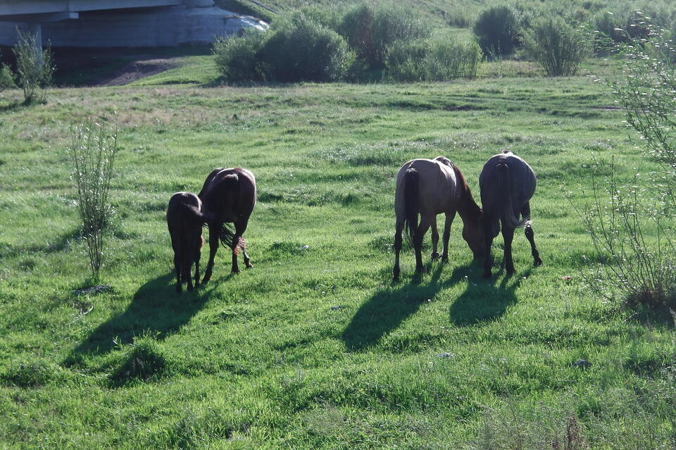 Похитителя лошадей задержали в Забайкалье