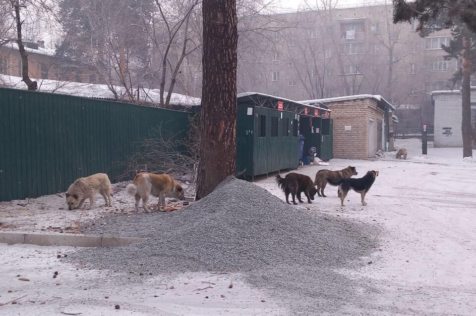 Свора огромных собак терроризирует район в Чите