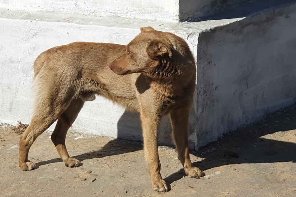 Только спустя пять месяцев администрация убрала трупы собак с улиц Читы
