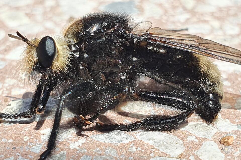 Саранча может спать спокойно: россиян передумали кормить личинками насекомых