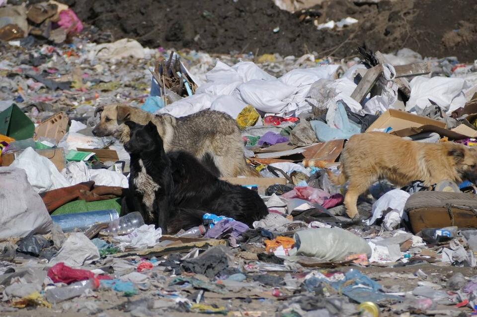 На свалке в Ивановке загорелся мусор