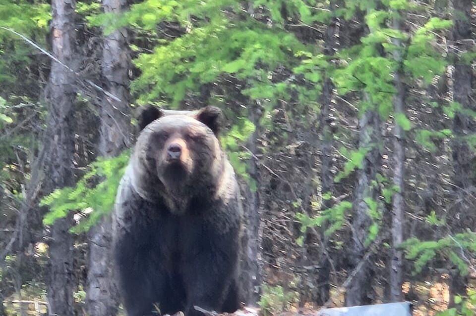 Большого медведя заметили рядом с Карповскими порогами