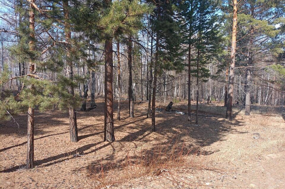 Контрабандисты вывезли из Забайкалья лес на 10 млн рублей