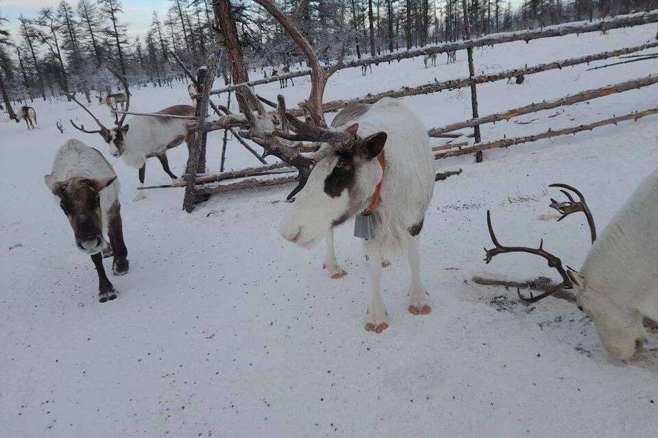 В регионе появилось больше оленей