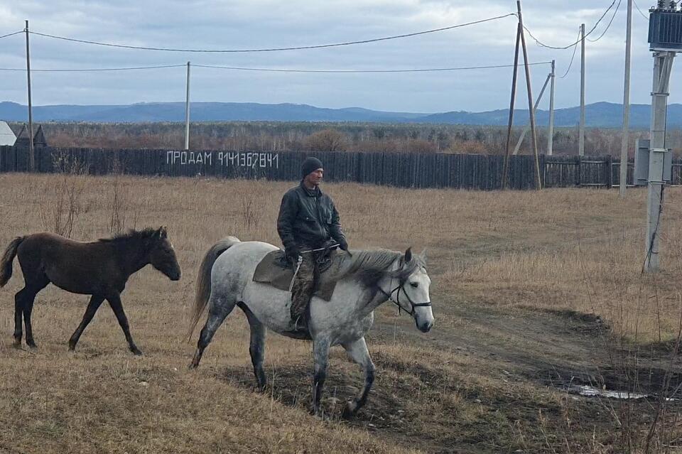 Жители Забайкалья украли и продали на мясо лошадь (18+)