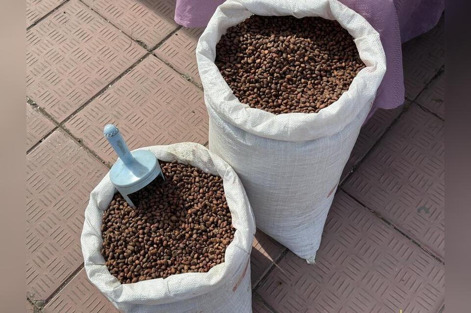 Завод по переработке кедровых орехов откроют в Забайкалье