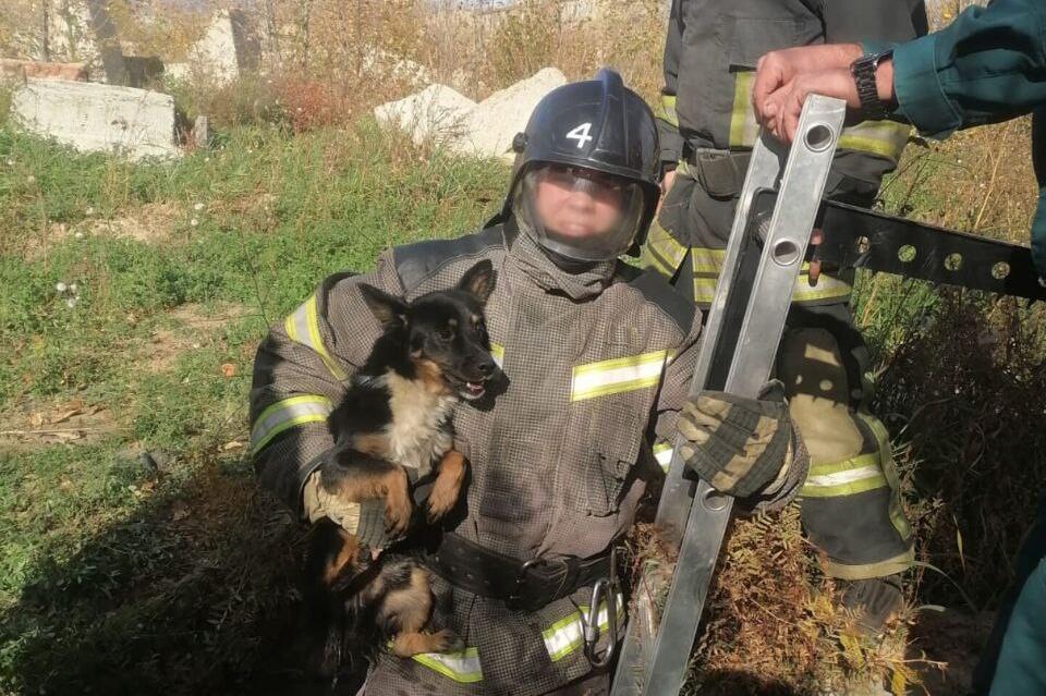 Пожарные спасли собаку из колодца в Чите