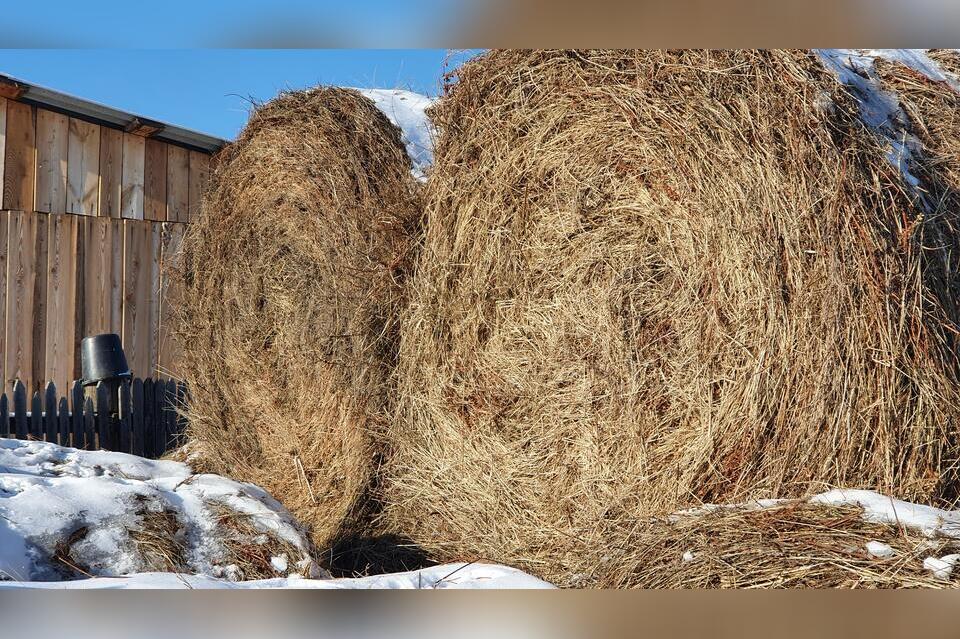 Забайкалец хотел отомстить за уволенную из школы мать и сжег сено директора