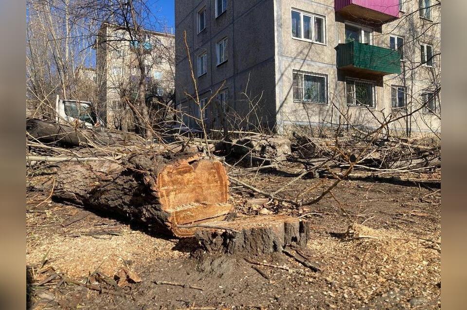 Читинцы: Варварская обрезка деревьев в городе продолжается