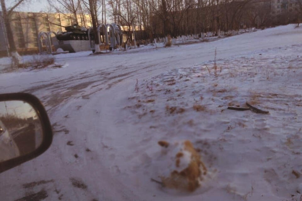 Мудрак решит вопрос по поводу мёртвой собаки в центре города Краснокаменска (18+)