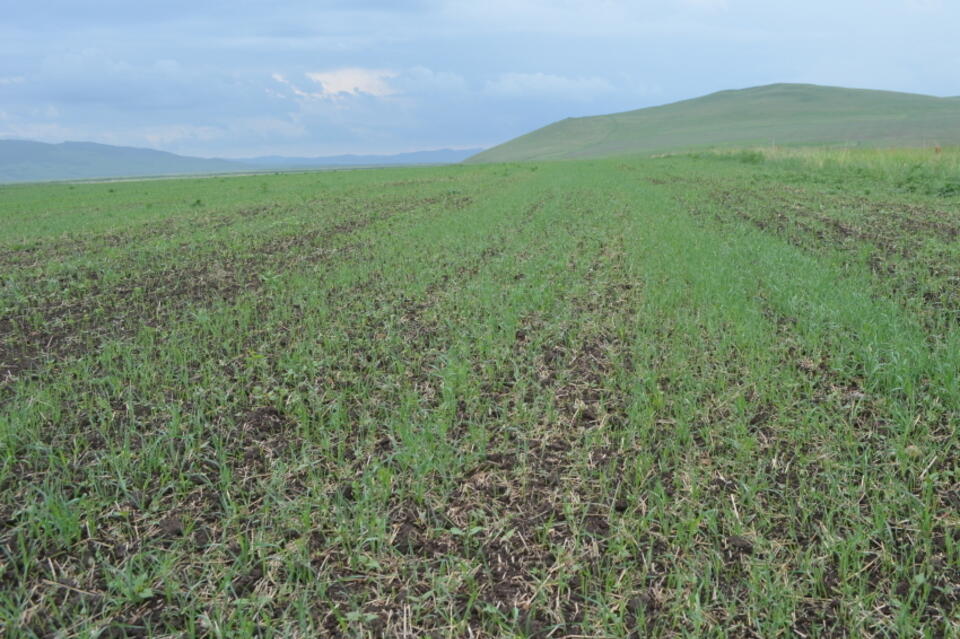 В Забайкалье резко выросли объёмы посевов льна для экспорта в Китай