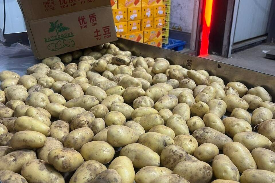 Забайкалье резко увеличило импорт китайской картошки