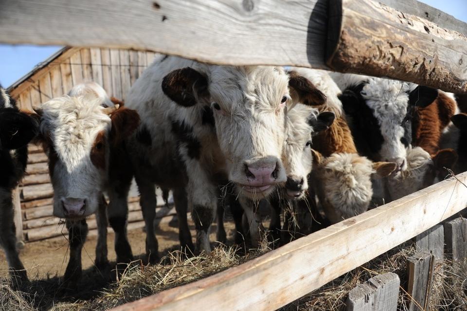 Причиной вспышки инфекции у коров в Забайкалье могут быть зараженные скотовозы