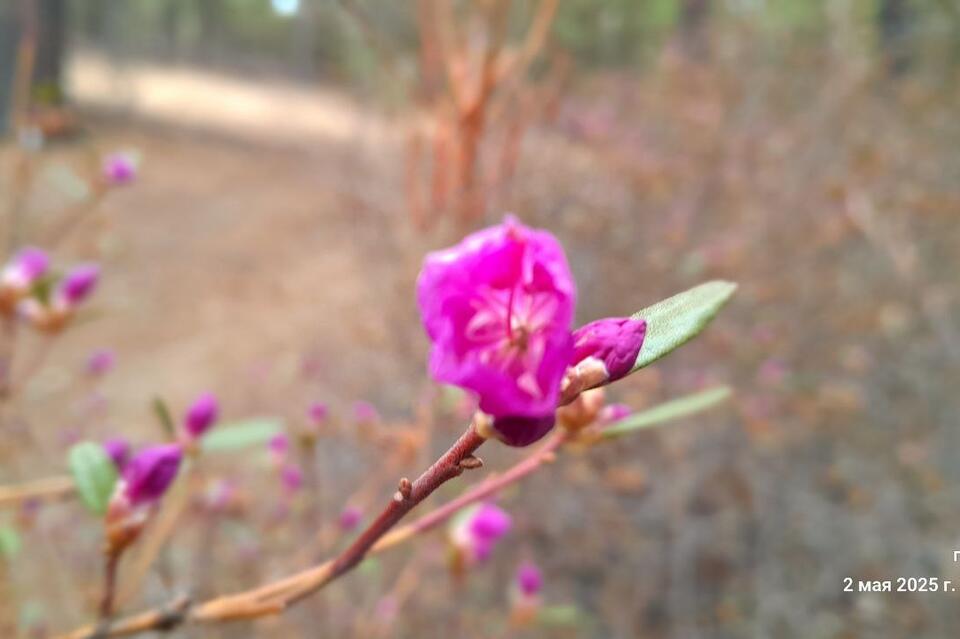 Багульник зацвёл в Забайкалье