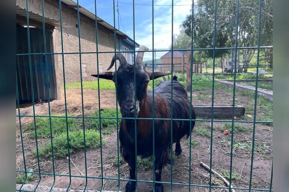 Попытку незаконного вывоза скота пресекли в регионе
