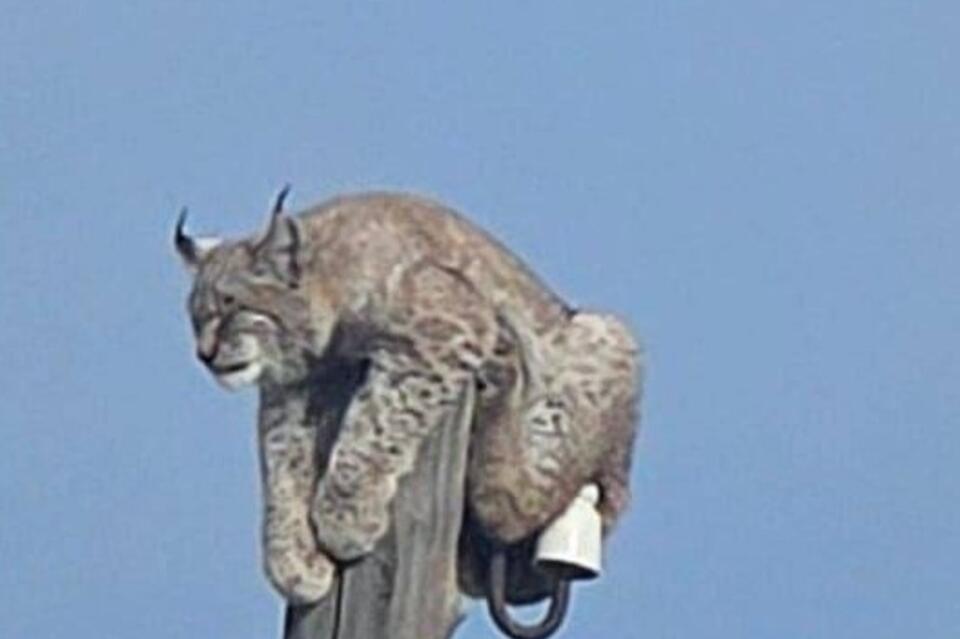 В поселке Могойтуй спасали рысь, забравшуюся на столб