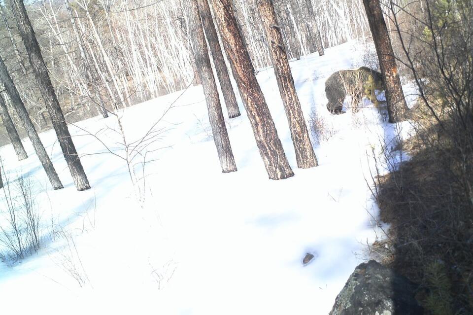 Медведь «отключил» фотоловушку в заповеднике