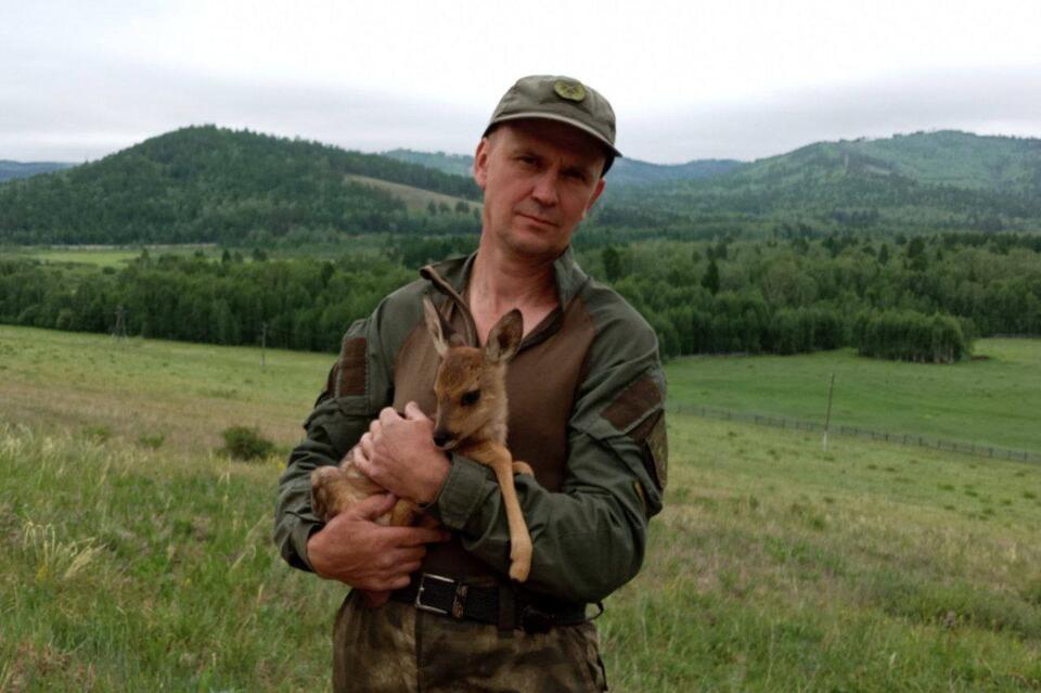 Спасенного косулёнка перевезли в заказник «Аргалейский»