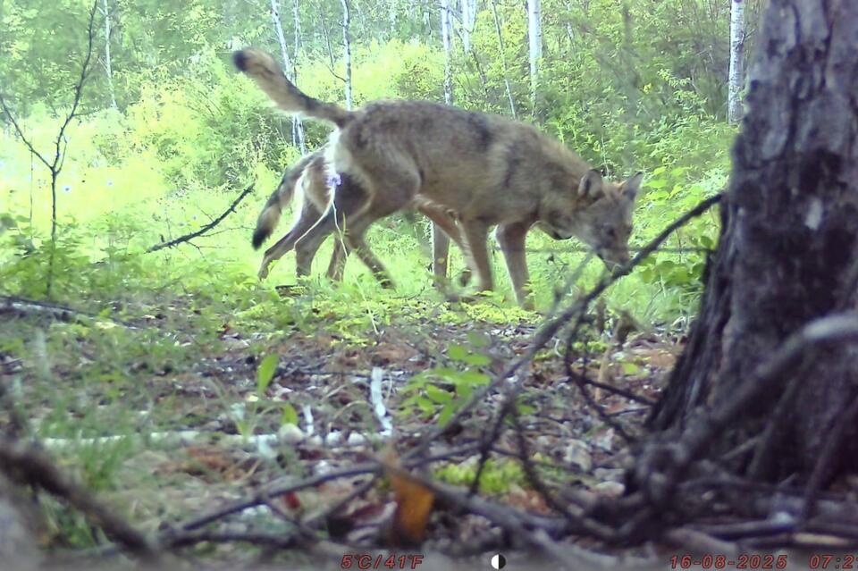 Звериный хит-парад запечатлела фотоловушка в Нерчинском лесу