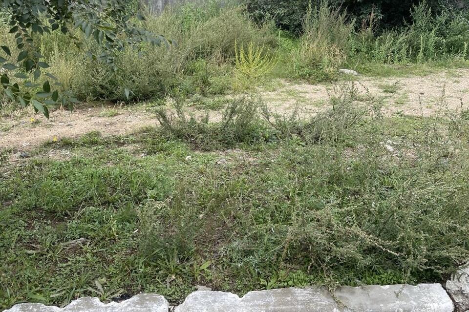 Полынь заполонила улицы Читы