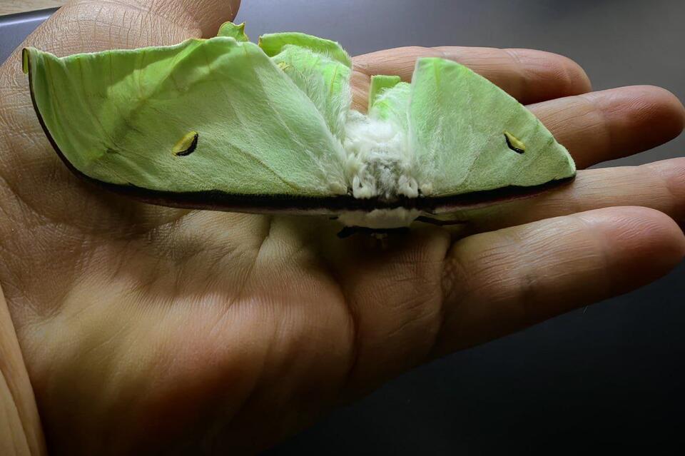 Редкая бабочка вылупилась в доме учительницы биологии из Новой Куки