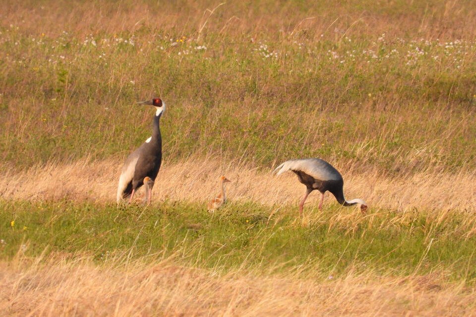 У краснокнижных журавлей появилось потомство