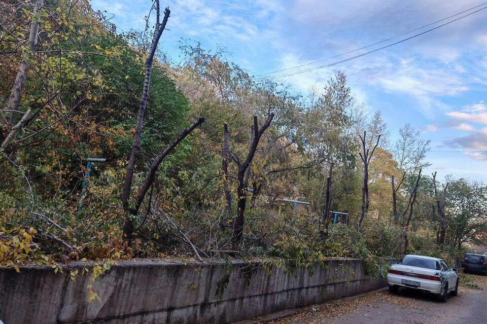 Жительница Украинского бульвара шокирована обрезкой деревьев