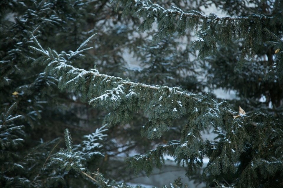Небольшой снег ожидается в Забайкальском крае