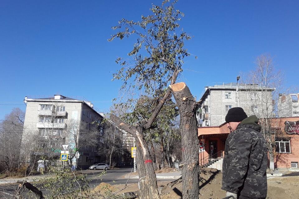 Народный фронт: Санитарная обрезка деревьев в Чите почти не проводится