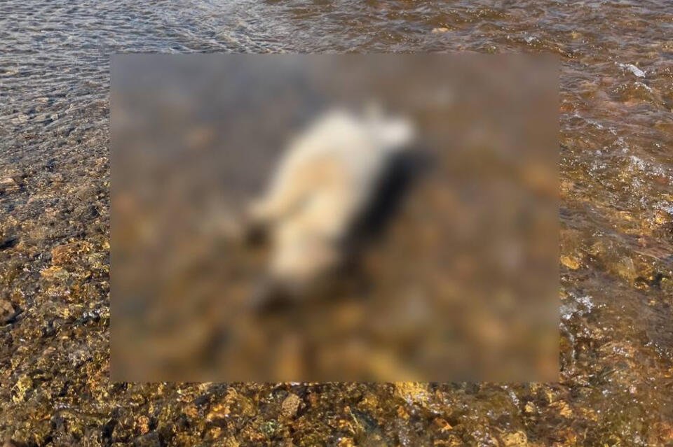 Труп собаки обнаружили в реке Чита (18+)