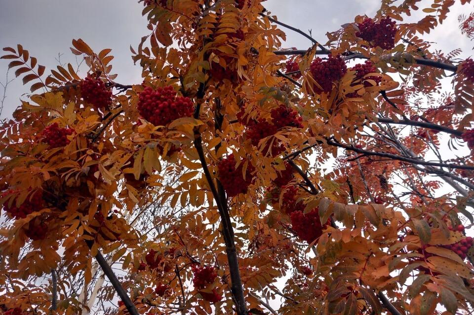 Гороскоп для жителей Забайкальского края на 5 ноября