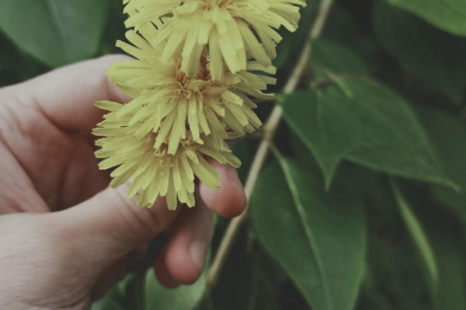 Российских дачников не будут штрафовать за разведение ромашки и мяты на своих участках