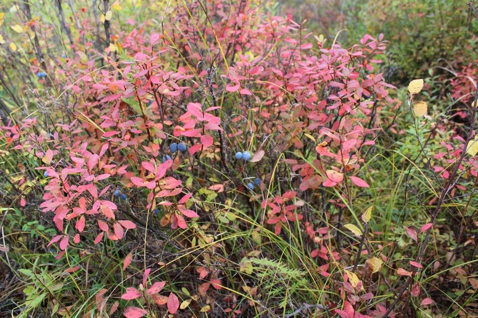 Минусовые температуры продолжат захватывать Забайкальский край