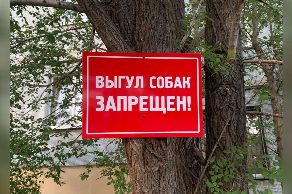 Единая служба по отлову и защите от бездомных собак может появиться в России