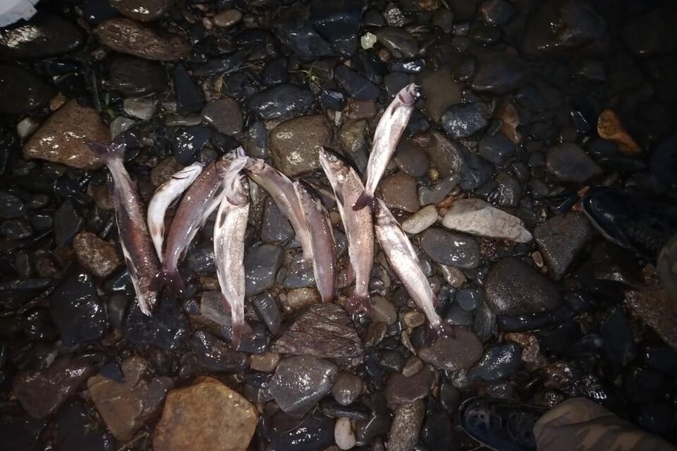 Забайкалец незаконно рыбачил на реке Чикой