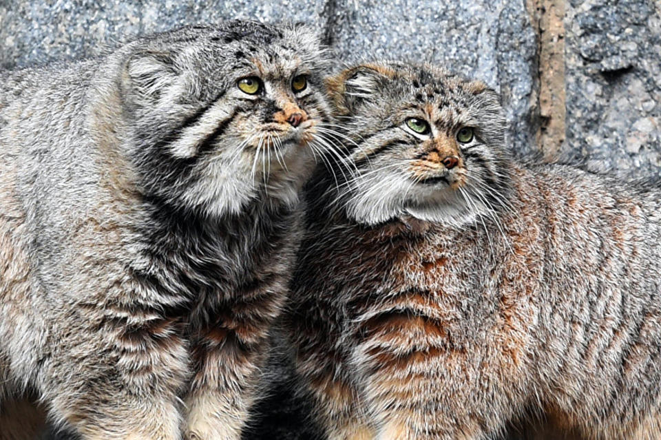 Более 80 потомков манулов из Забайкалья обитают в зоопарках мира