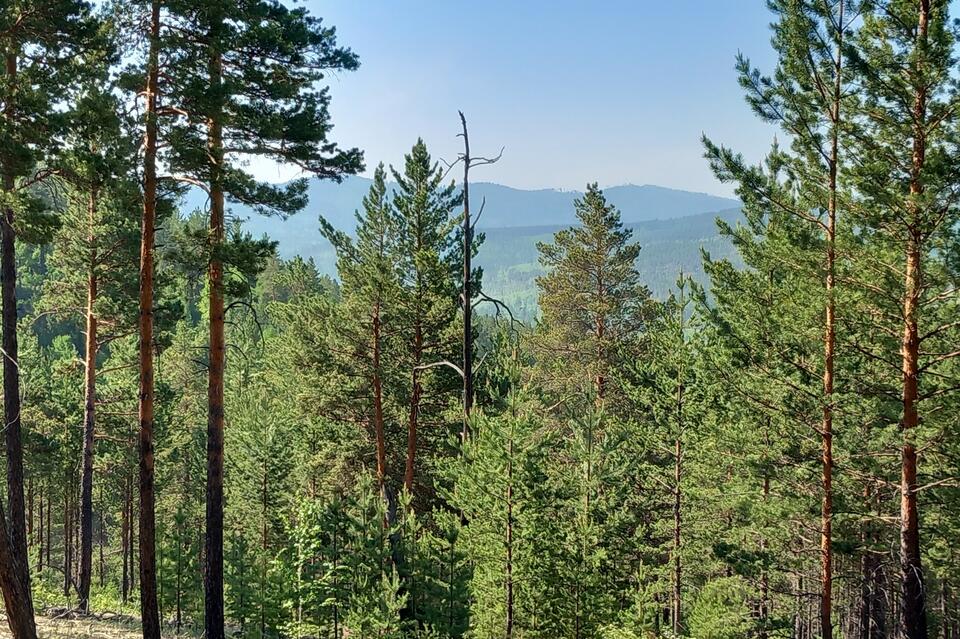 В Оленгуйском участке начали работы по лесовосстановлению