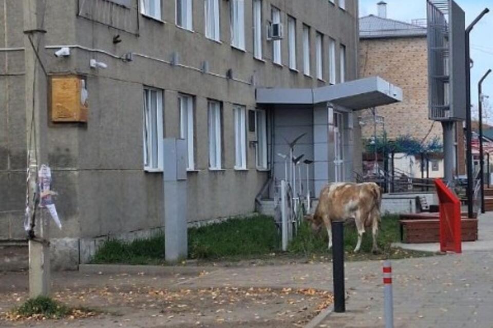 Коровы атаковали администрацию Борзи