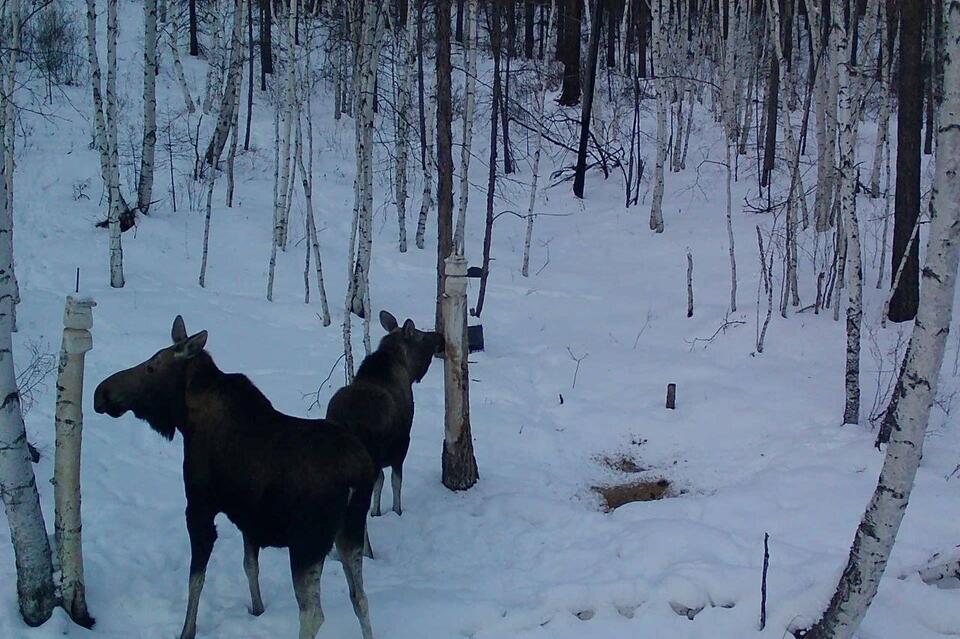 Лоси попали в объектив фотоловушек в лесу региона
