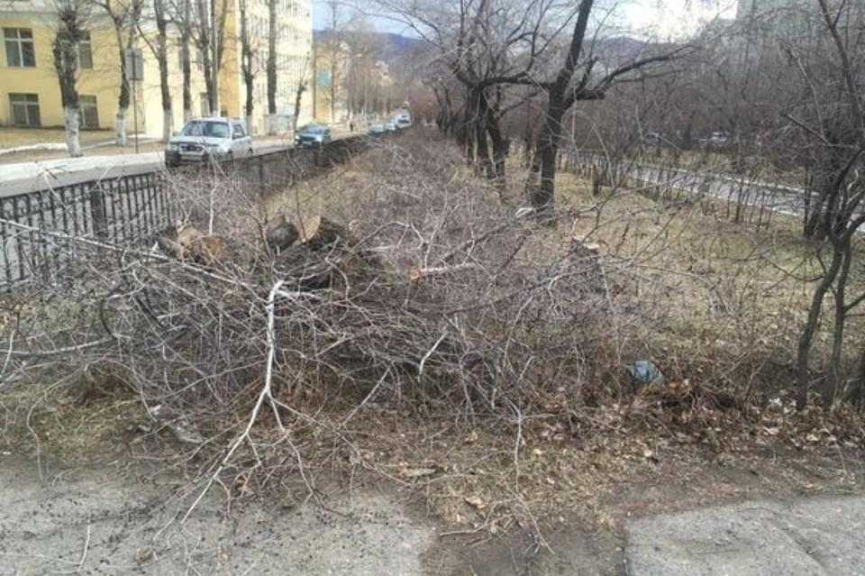 Вырубленных абрикосов на аллее Горького не было в порубочном билете