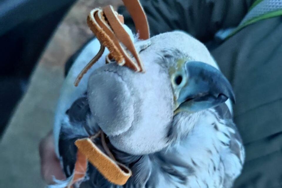 Краснокнижных птиц спасли сотрудники ФСБ в Забайкалье