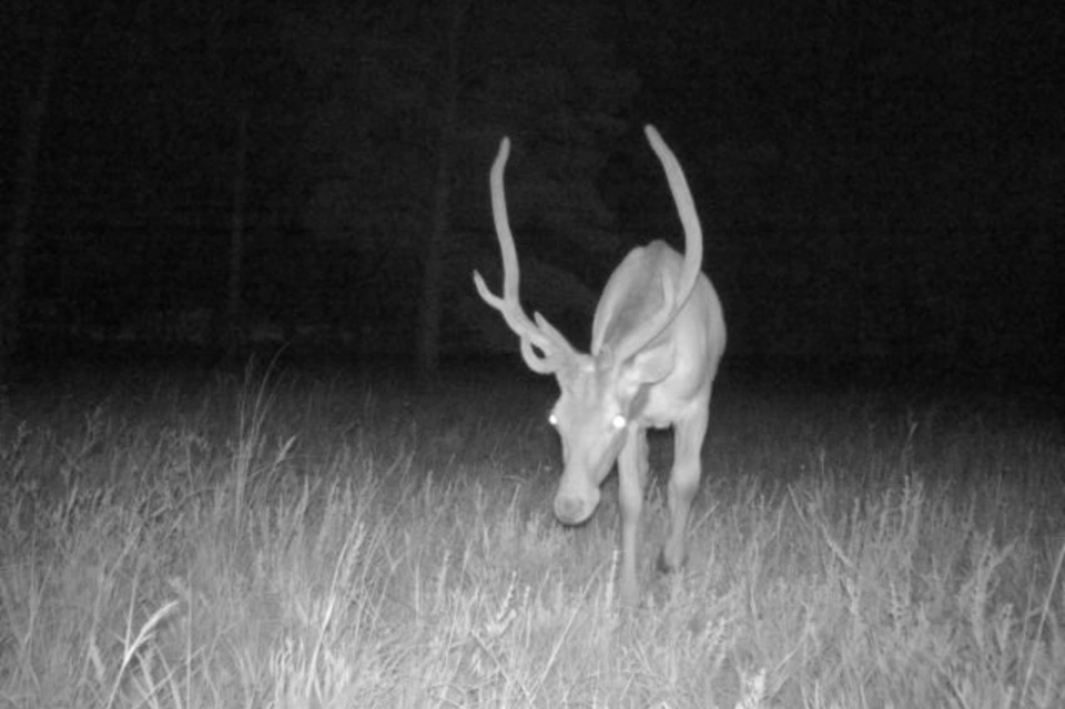 Благородные олени впервые за четверть века появились в заповеднике Забайкалья