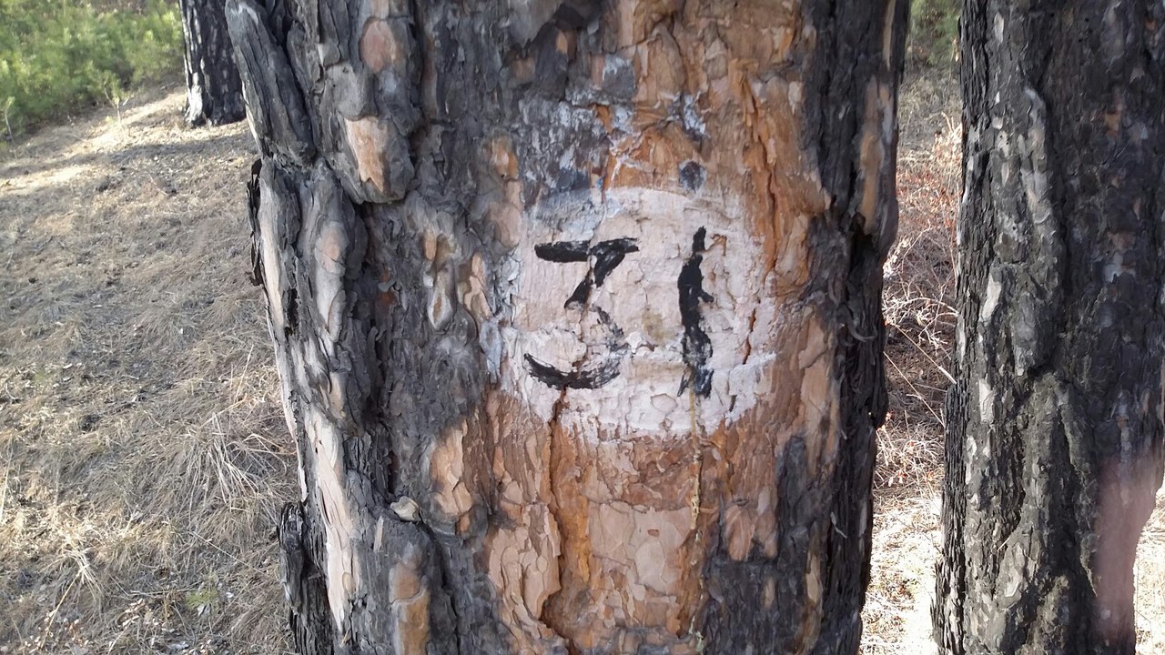 Жители Соснового бора обеспокоены появлением цифр на деревьях в лесу