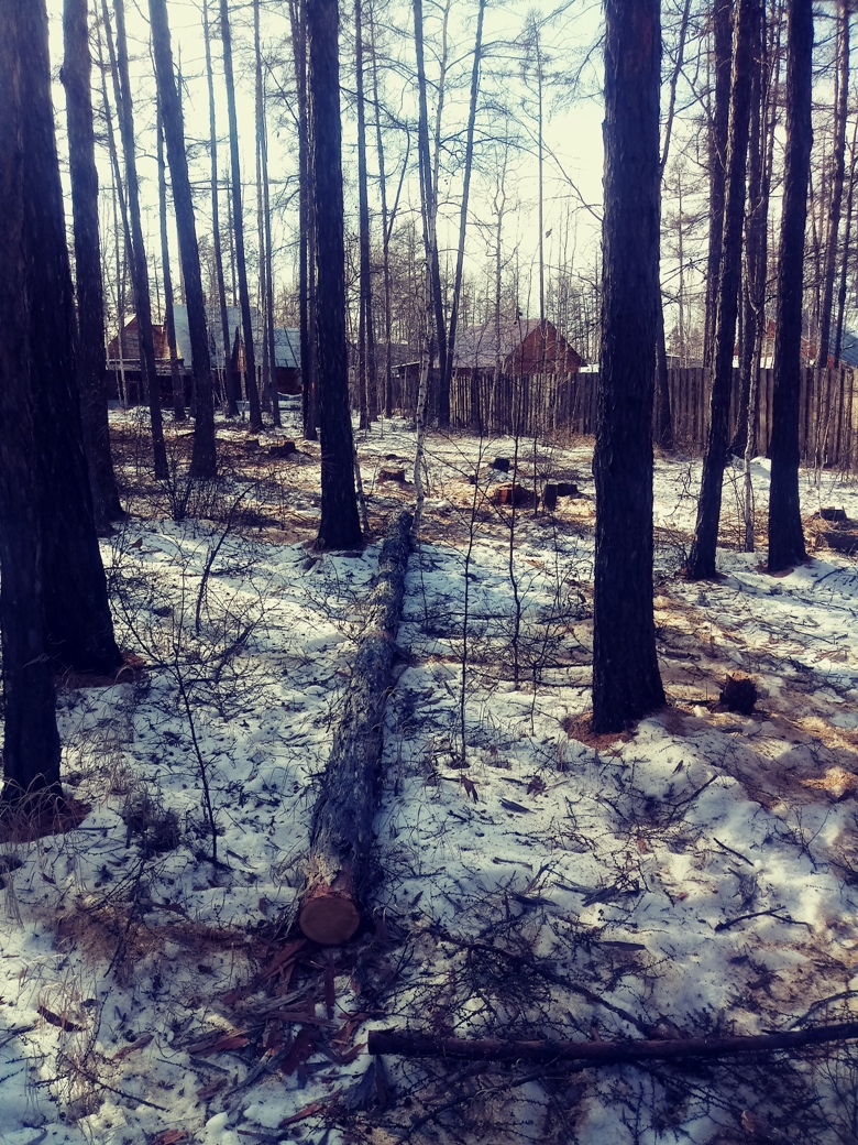 Дачники в Читинском районе обратились к Осипову, чтобы спасти лес от вырубки