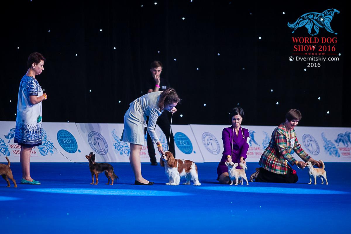 Четвероногая гордость Забайкалья